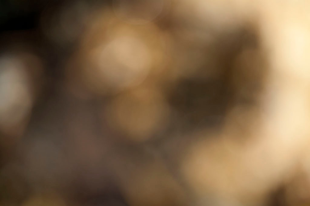 Cascade Springs & Alpine Loop, UT 2016 — warm golden and grey bokeh with dark shadow forms