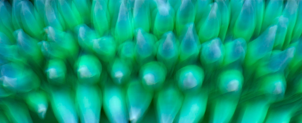 Depoe Bay, OR 2017 — close-up green plant buds abstract with motion blur, cool blue-green tones