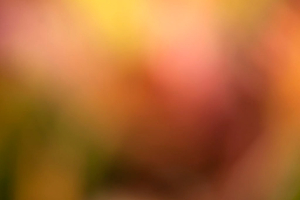 Maui, Hawaii 2018 — warm golden-red abstract, yellow-green upper left with large blurred burgundy-red form center on warm orange-gold ground
