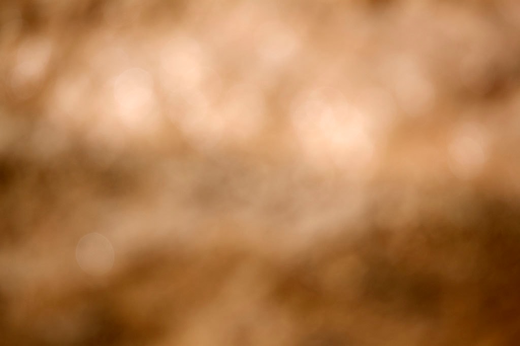 Yellowstone, WY 2016 — warm gold bokeh with peach tones