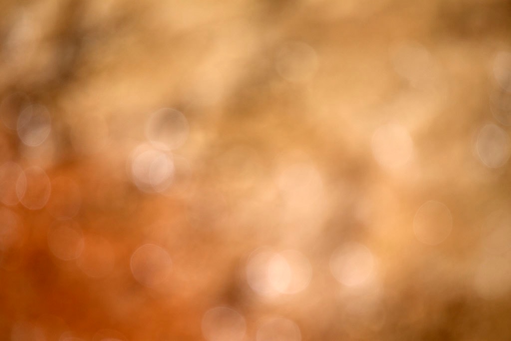 Yellowstone, WY 2016 — golden amber bokeh abstract