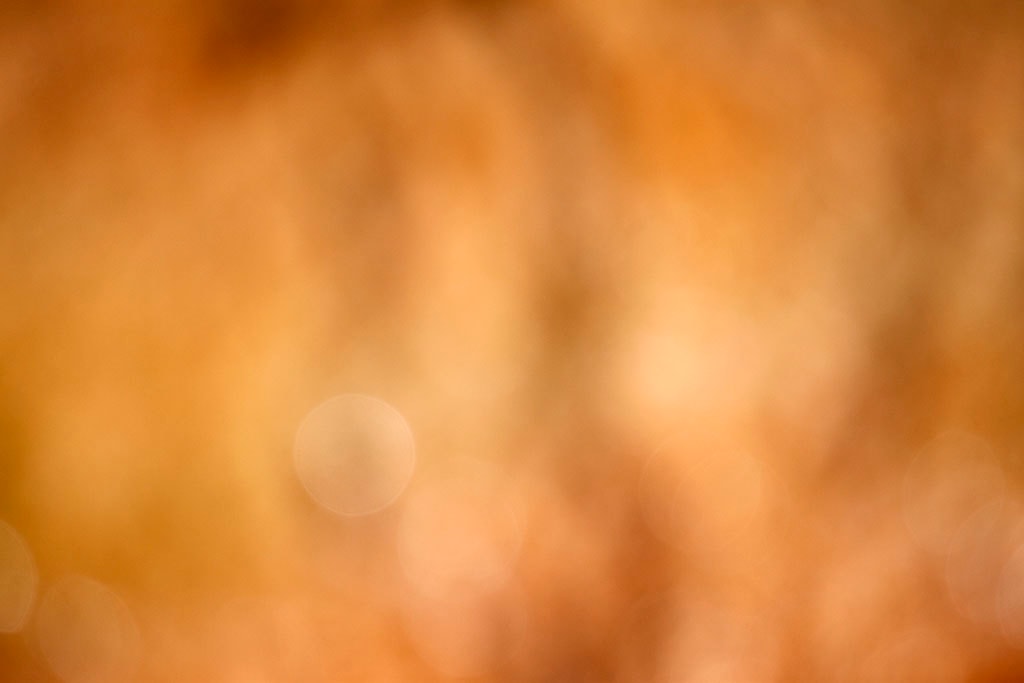 Yellowstone, WY 2016 — warm golden bokeh with soft peach orbs