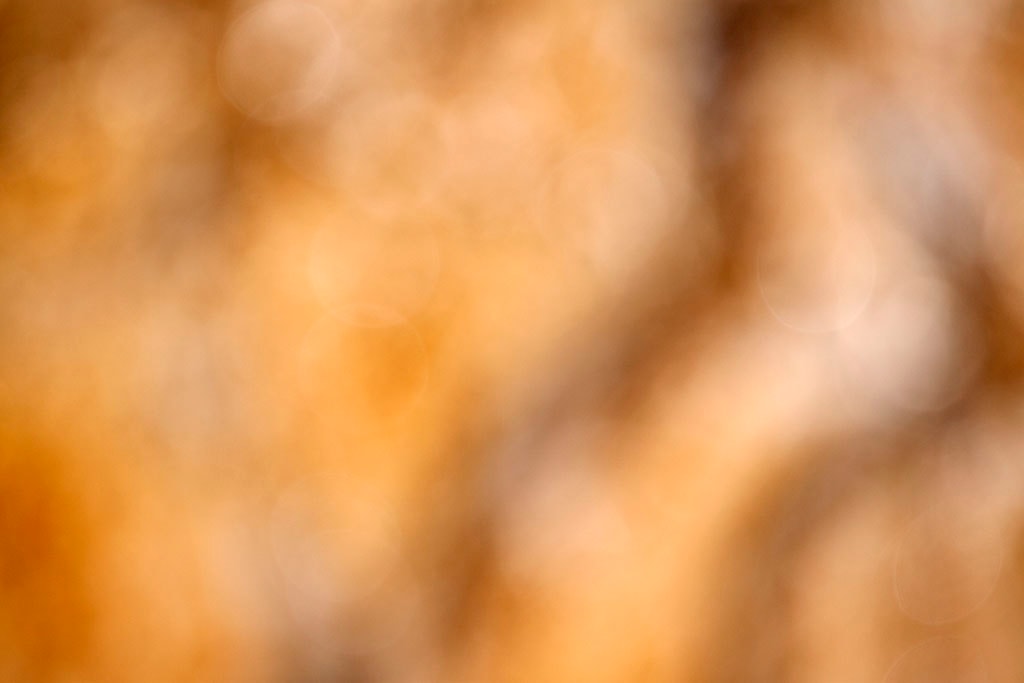 Yellowstone, WY 2016 — golden amber bokeh with cream highlights