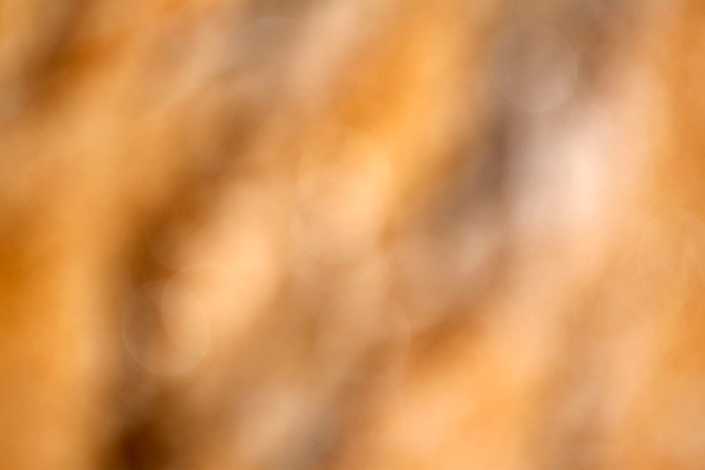 Yellowstone, WY 2016 — golden tan bokeh with soft white orbs