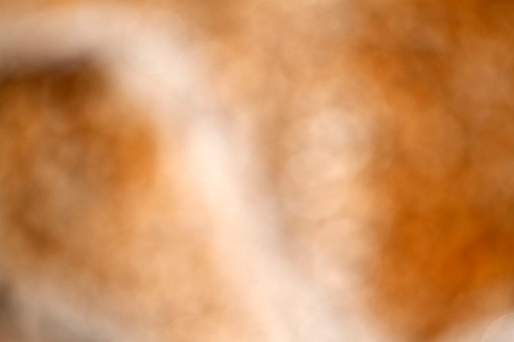 Yellowstone, WY 2016 — warm golden brown bokeh with white glow