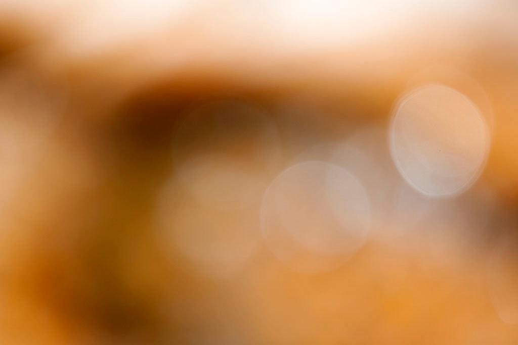 Yellowstone, WY 2016 — warm golden brown bokeh with soft white orbs