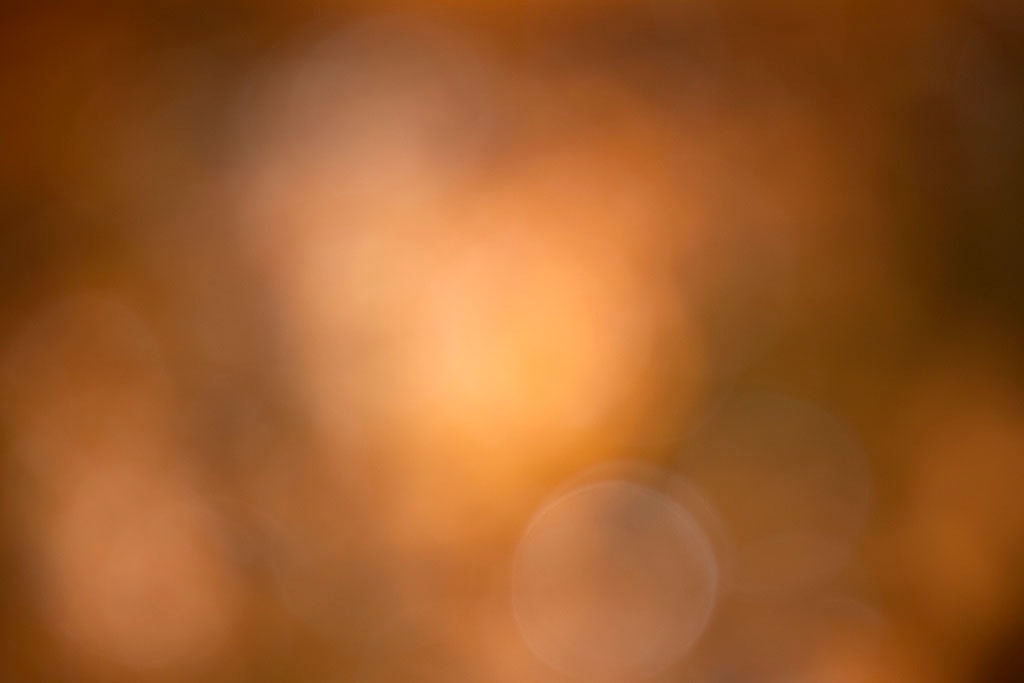 Yellowstone, WY 2016 — warm golden brown bokeh with glowing center